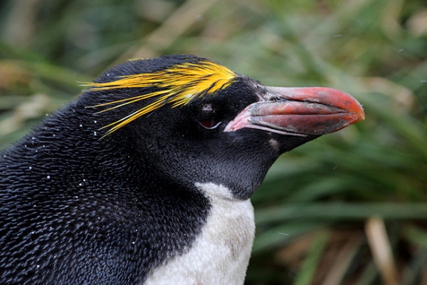 SGeorgia_Day10_CBay_Macaroni_3394.jpg - Macaroni Penguin at Cooper Bay, south-east corner of South Georgia