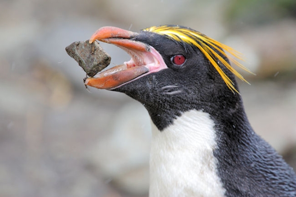 SGeorgia_Day10_CBay_Macaroni_3399.jpg - Macaroni Penguin carrying stone for "nest", Cooper Bay, south-east corner of South Georgia