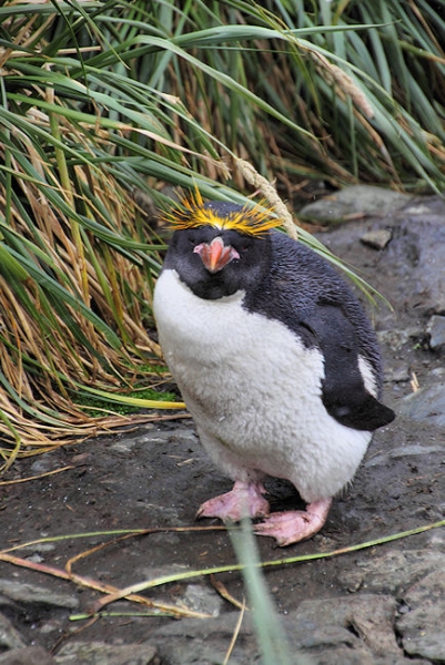 SGeorgia_Day10_CBay_Macaronis_5436.jpg - Macaroni Penguin at Cooper Bay, south-east corner of South Georgia
