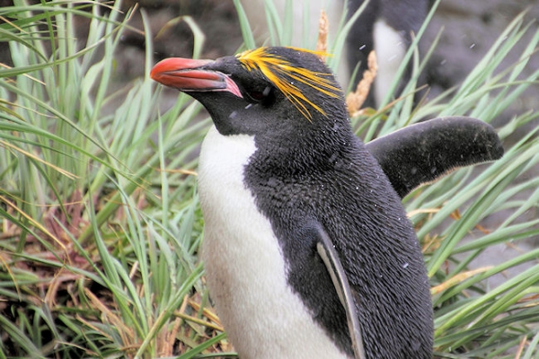 SGeorgia_Day10_CBay_Macaronis_5437.jpg - Macaroni Penguin at Cooper Bay, south-east corner of South Georgia