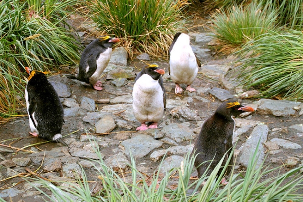 SGeorgia_Day10_CBay_Macaronis_5438.jpg - Macaroni Penguins at Cooper Bay, south-east corner of South Georgia