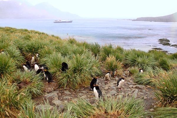 SGeorgia_Day10_CBay_Macaronis_5439.jpg - Macaroni Penguins at Cooper Bay, south-east corner of South Georgia