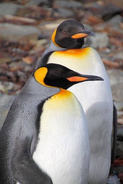 SGeorgia_Day8_Grytviken_5295.jpg - King Penguins at Grytviken, east coast of South Georgia