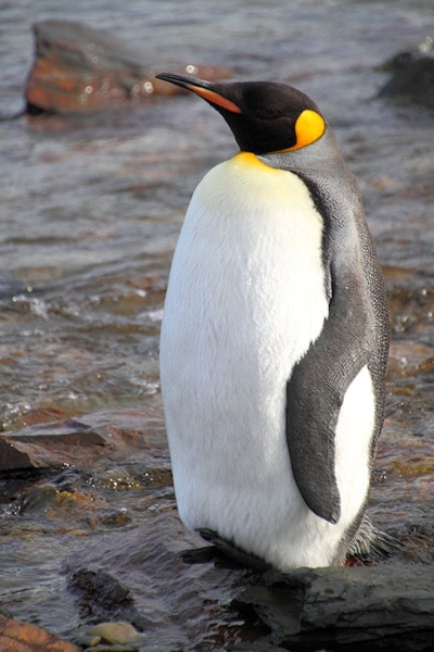 SGeorgia_Day8_Grytviken_5297.jpg - King Penguin at Grytviken, east coast of South Georgia