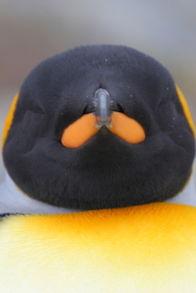 SGeorgia_Day9_RWBay_Kings_3346.jpg - King Penguin at Right Whale Bay, north coast of South Georgia