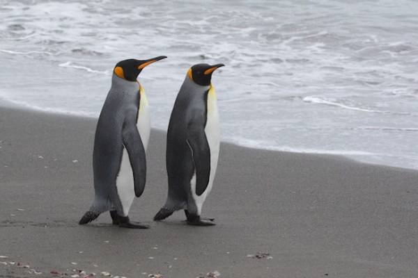 SGeorgia_Day9_RWBay_Kings_3349.jpg - King Penguins at Right Whale Bay, north coast of South Georgia