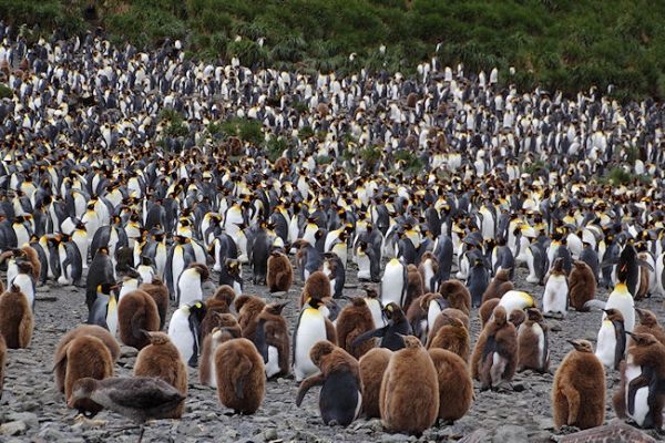 SGeorgia_Day9_RWBay_Kings_5375.jpg - Very large King Penguin colony and rookery at Right Whale Bay, north coast of South Georgia