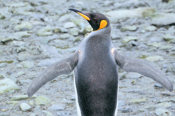 SGeorgia_Day9_RWBay_Kings_5384.jpg - King Penguins at Right Whale Bay, north coast of South Georgia