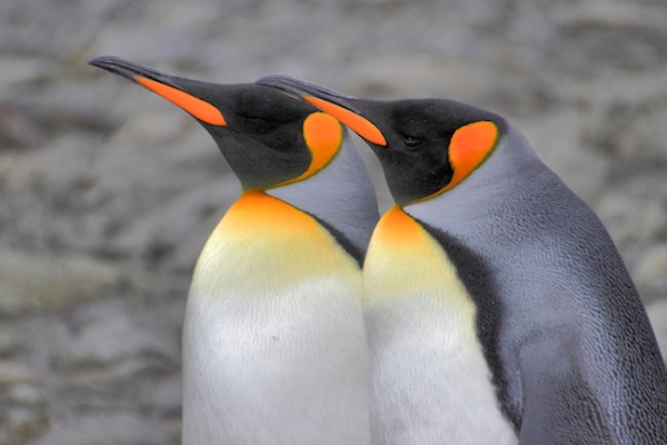 SGeorgia_Day9_RWBay_Kings_5386.jpg - King Penguins at Right Whale Bay, north coast of South Georgia