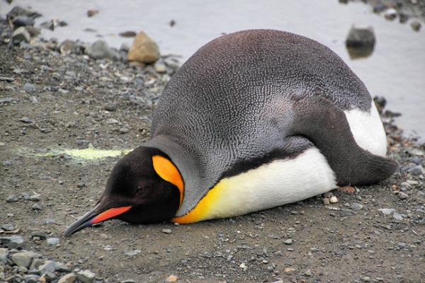 SGeorgia_Day9_RWBay_Kings_5401.jpg - King Penguin at Right Whale Bay, north coast of South Georgia