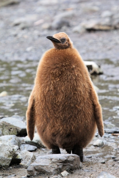 SGeorgia_Day9_RWBay_Kingsl_3308.jpg - King Penguin Chick - "wooly penguin" - at Right Whale Bay, north coast of South Georgia