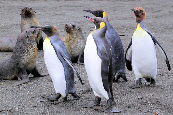 SGeorgia_StAndrewsBay_Kings&Seals_5091.jpg - King Penguins at St Andrews Bay, east coast of South Georgia