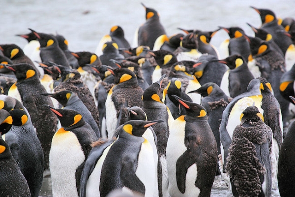 SGeorgia_StAndrewsBay_Kings_3266.jpg - King Penguins at various stages of moulting at St Andrews Bay, east coast of South Georgia