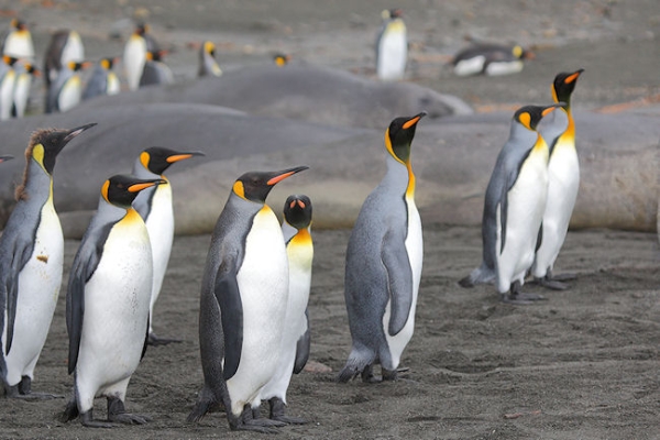 SGeorgia_StAndrewsBay_Kings_3287.jpg - King Penguins at St Andrews Bay, east coast of South Georgia