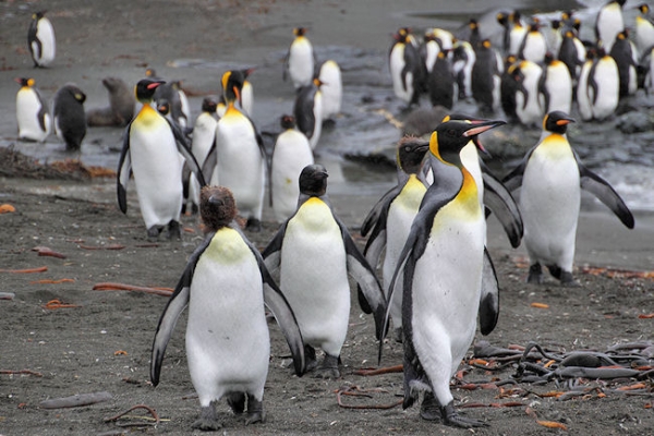 SGeorgia_StAndrewsBay_Kings_5095.jpg - King Penguins at St Andrews Bay, east coast of South Georgia