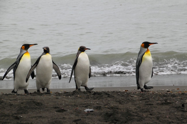 SGeorgia_StAndrewsBay_Kings_5097.jpg - King Penguins at St Andrews Bay, east coast of South Georgia