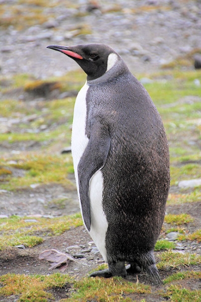 SGeorgia_StAndrewsBay_Kings_5104.jpg - King Penguin, St Andrews Bay, east coast of South Georgia