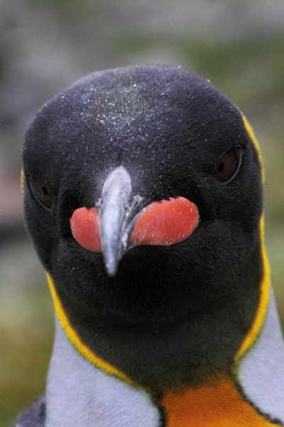 SGeorgia_StAndrewsBay_Kings_5113.jpg - King Penguin, St Andrews Bay, east coast of South Georgia