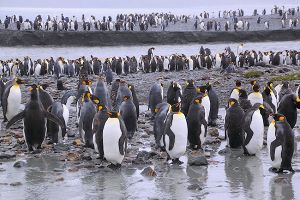 SGeorgia_StAndrewsBay_Kings_5133.jpg - King Penguins on the banks of a fast flowing glacier river, St Andrews Bay, east coast of South Georgia
