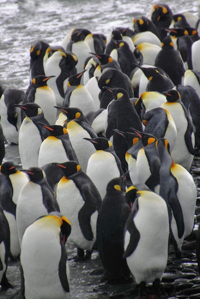 SGeorgia_StAndrewsBay_Kings_5142.jpg - King Penguins on the banks of a glacier river, St Andrews Bay, east coast of South Georgia