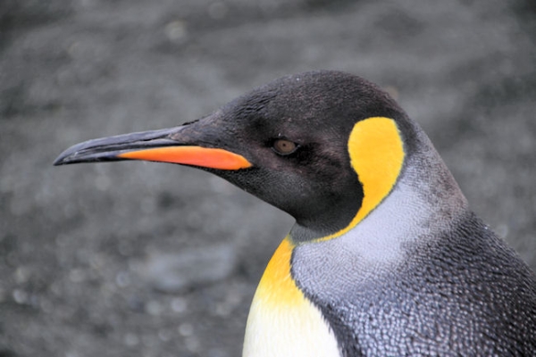 SGeorgia_StAndrewsBay_Kings_5162.jpg - King Penguin, St Andrews Bay, east coast of South Georgia