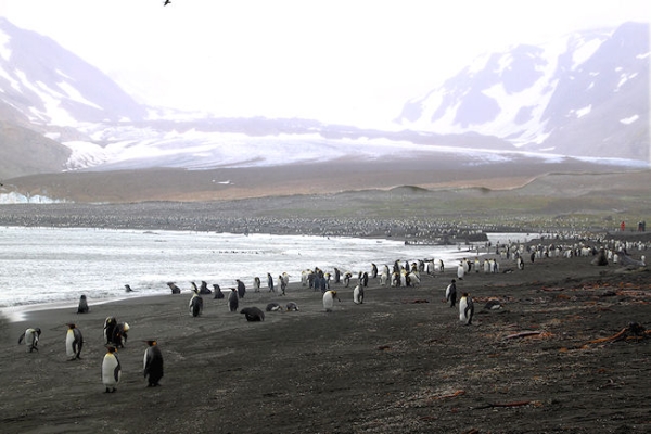 SGeorgia_StAndrewsBay_Kings_5188.jpg - A very large King Penguin colony and rookery at St Andrews Bay, east coast of South Georgia
