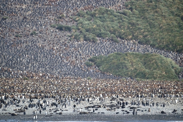 SouthGeorgia_SalisburyPlain_DSC06032.JPG - A large King Penguin colony and rookery at Salisbury Plain, north coast of South Georgia