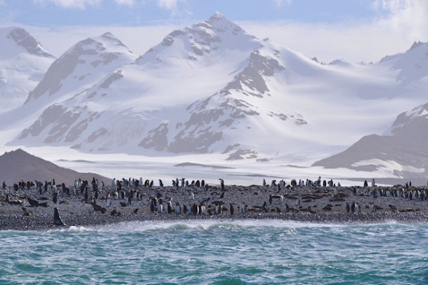 SouthGeorgia_SalisburyPlain_DSC06095_edited.jpg - King Penguins on the beach at Salisbury Plain, north coast of South Georgia