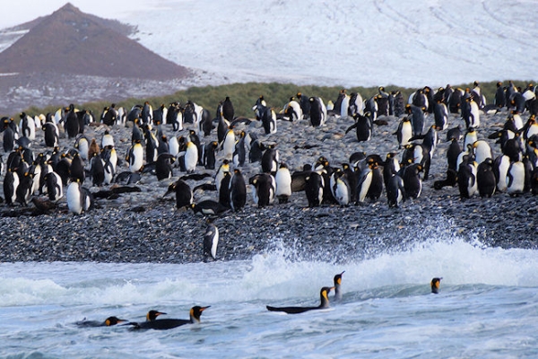 SouthGeorgia_SalisburyPlain_DSC06200.JPG - King Penguins on the beach and in the sea at Salisbury Plain, north coast of South Georgia