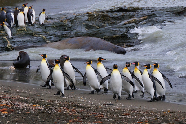 StAndrews_DSC06291.JPG - King Penguins leaving the sea at St Andrews Bay, east coast of South Georgia