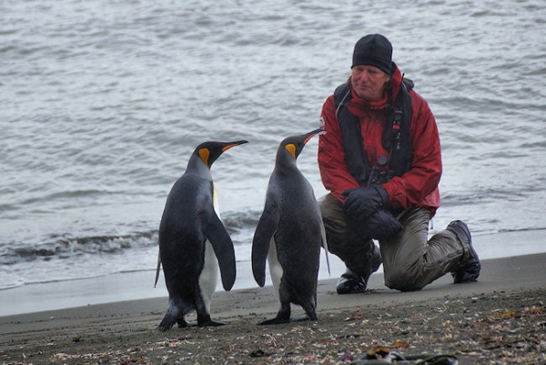 StAndrews_DSC06319.JPG - King Penguins inspecting Tour Leader at St Andrews Bay, east coast of South Georgia