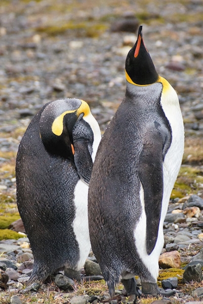 StAndrews_DSC06354.JPG - King Penguins, St Andrews Bay, east coast of South Georgia
