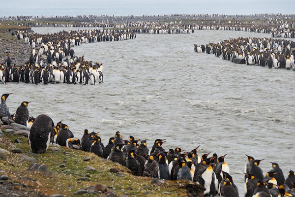 StAndrews_DSC06367.JPG - King Penguins on the banks of a fast flowing glacier river, St Andrews Bay, east coast of South Georgia