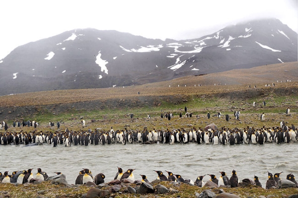 StAndrews_DSC06368.JPG - King Penguins on the banks of a fast flowing glacier river, St Andrews Bay, east coast of South Georgia