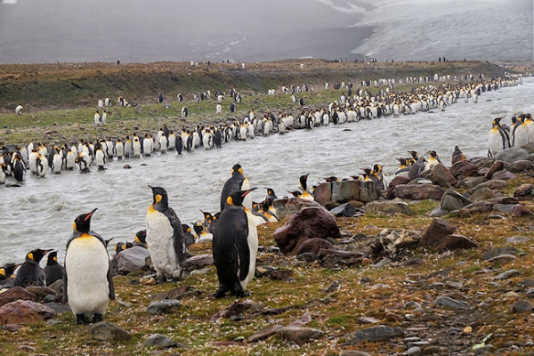 StAndrews_DSC06370.JPG - King Penguins on the banks of a fast flowing glacier river, St Andrews Bay, east coast of South Georgia