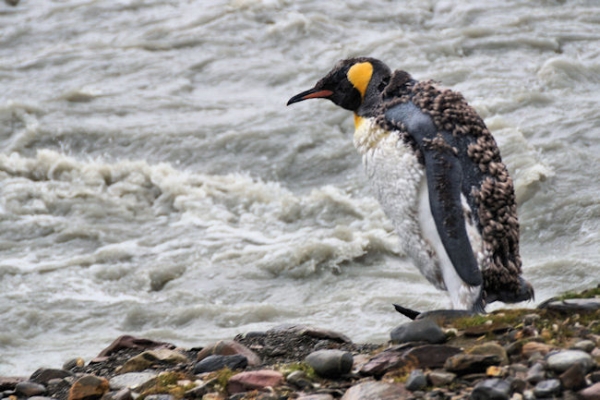 StAndrews_DSC06373.JPG - King Penguin waiting anxiously to finish moulting, St Andrews Bay, east coast of South Georgia
