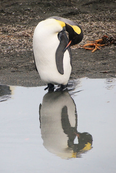 StAndrews_DSC06418.JPG - King Penguin, St Andrews Bay, east coast of South Georgia