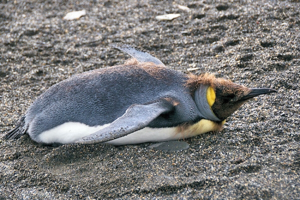 StAndrews_DSC06463.JPG - King Penguin, St Andrews Bay, east coast of South Georgia