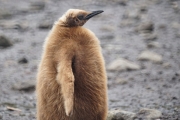 RightWhaleBay_KingPenguins_DSC06707