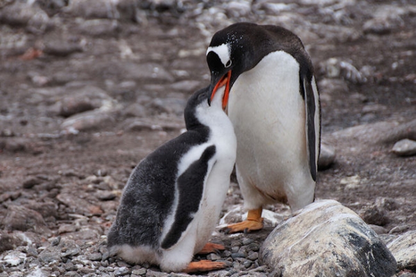 DSC07450.JPG - Gentoo Penguin with Chick, Cape Lookout, Elephant Island, South Shetlands