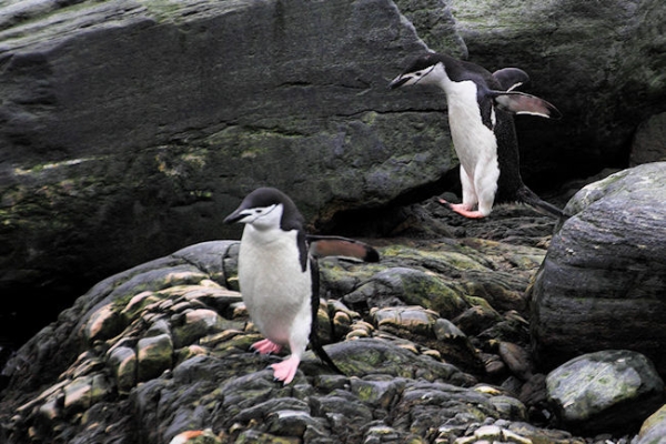 Day14_ElephIs_CLookout__5641.jpg - Chinstrap Penguins, Cape Lookout, Elephant Island, South Shetlands - who said penguins couldn't fly?