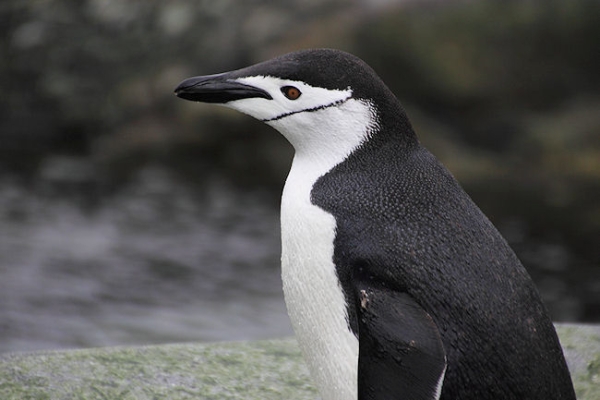 Day14_ElephIs_CLookout__5647.jpg - Chinstrap Penguin, Cape Lookout, Elephant Island, South Shetlands
