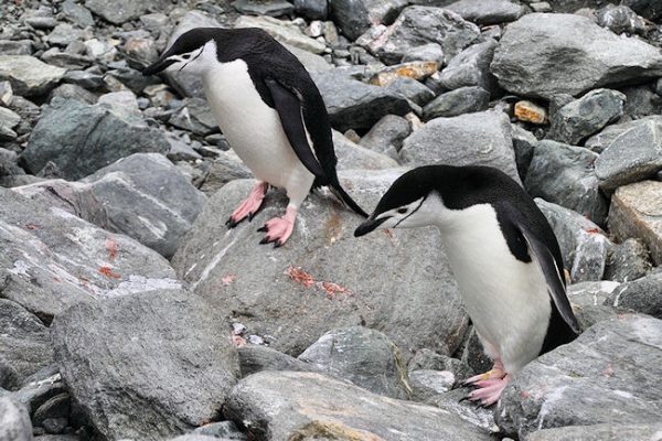 Day14_ElephIs_CLookout__5650.jpg - Chinstrap Penguins looking at the daunting rocky path ahead, Cape Lookout, Elephant Island, South Shetlands