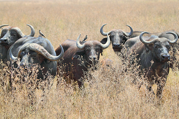Buffalo_5009.jpg