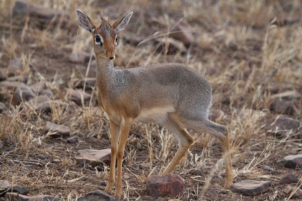 DikDik_5095.jpg