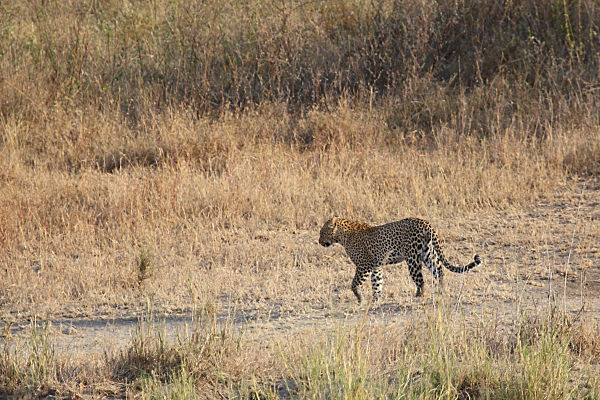 FemaleLeopard_1691_3000.jpg