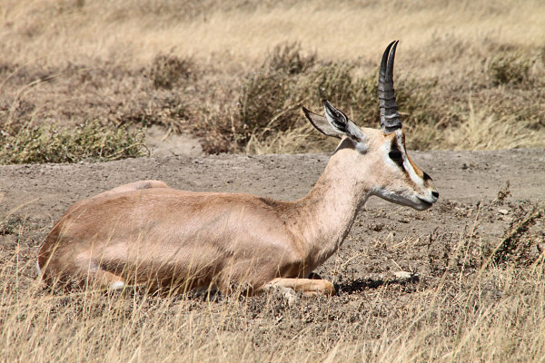 GrantsGazelles&Thompsons_4816.jpg