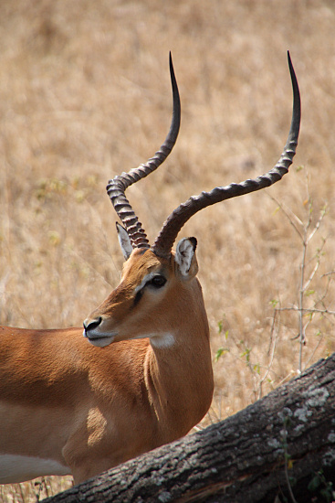 Impala_1854v.jpg