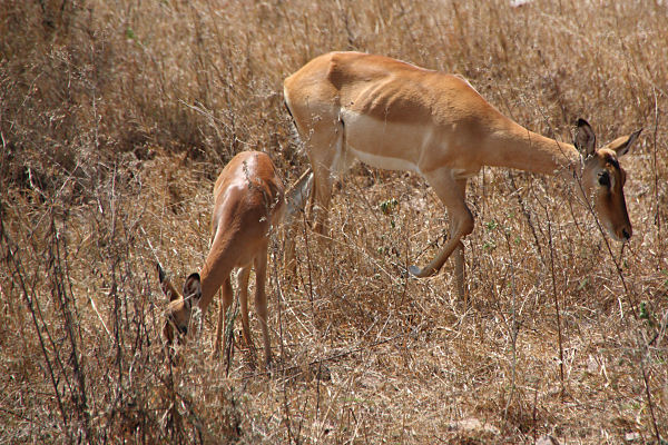 Impala_1857.jpg