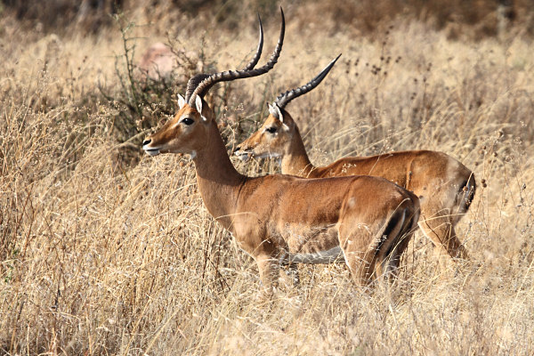 Impala_4861.jpg